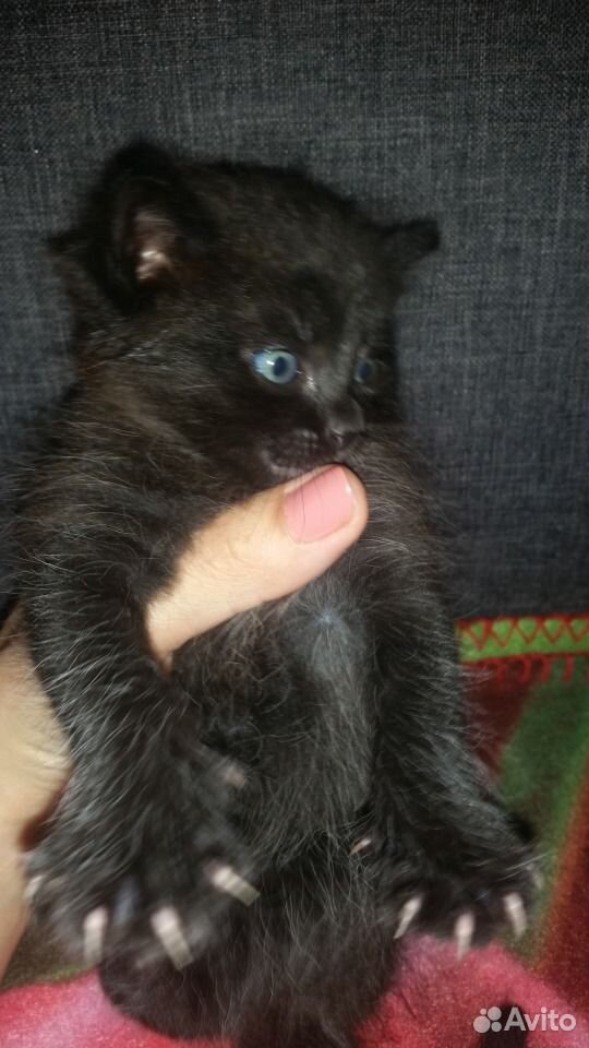 Отдам в добрые руки котенка
