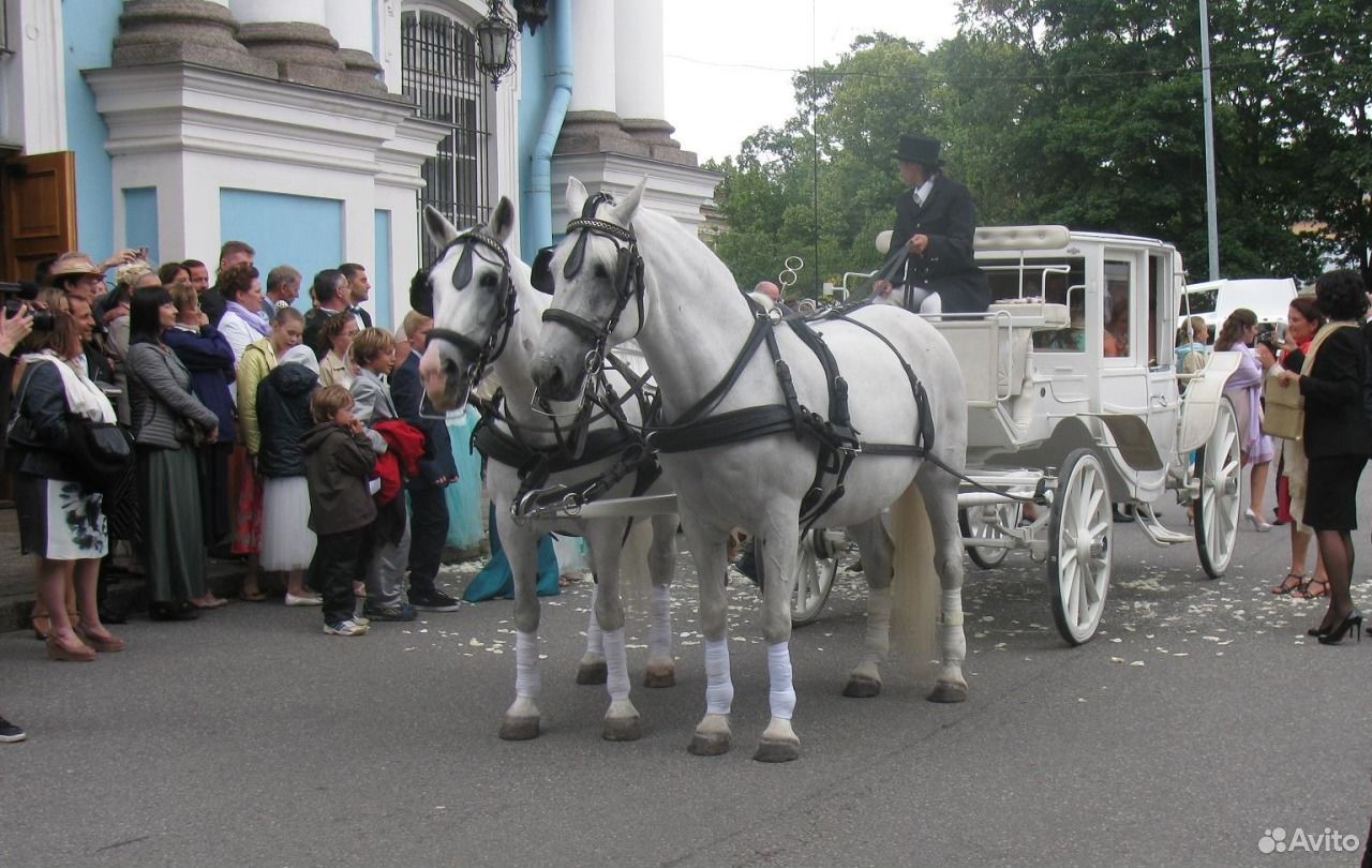 Гурджиев повозка лошадь. Конь с каретой для свадьбы. Белая карета. Красивые кареты. Девушка в карете.