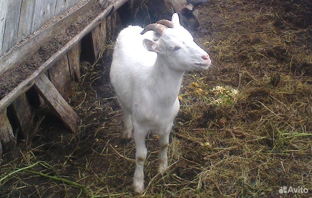 Дойные козы молочной породы.кролихи купить на Зозу.ру - фотография № 2