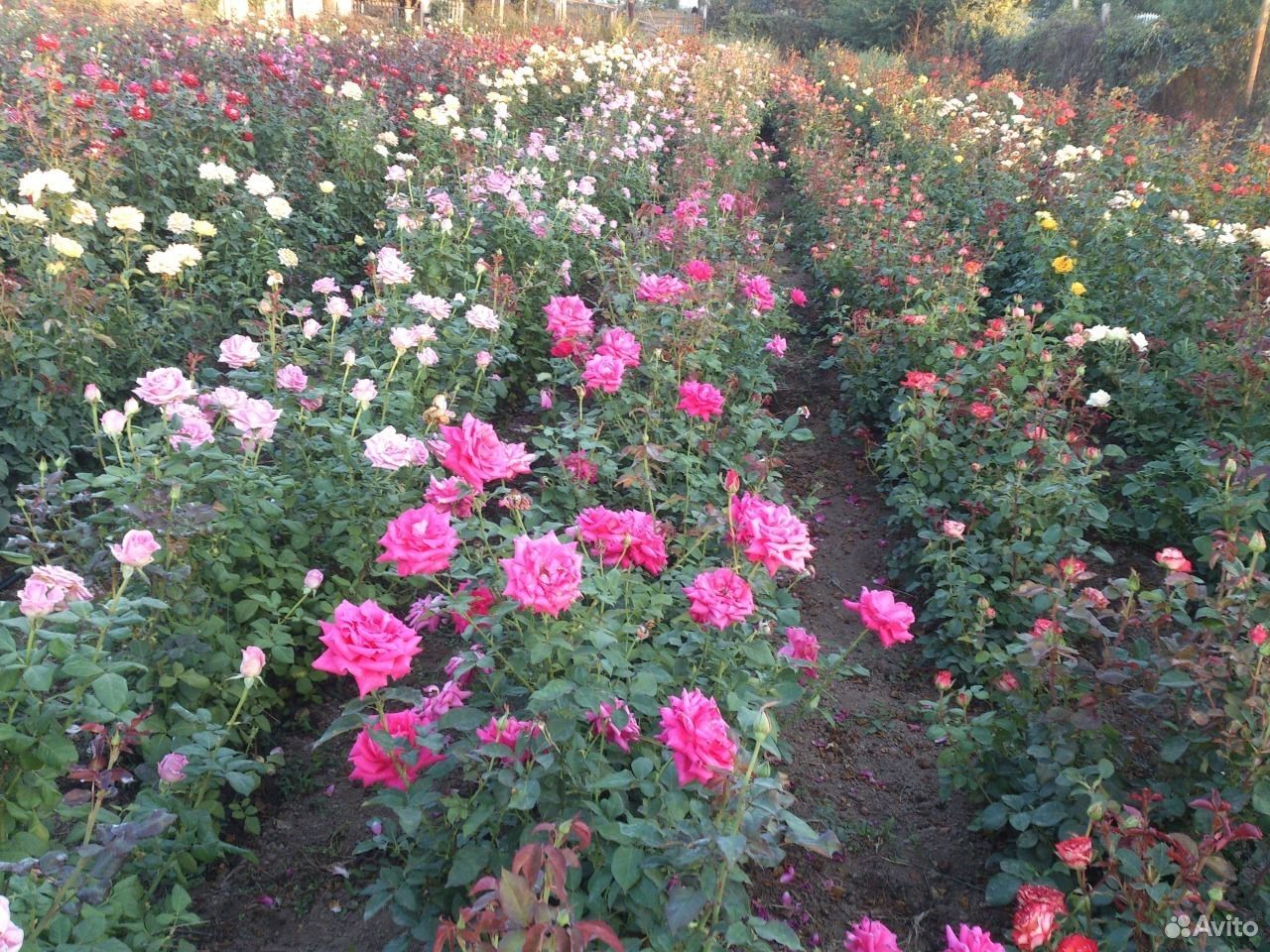 Саженцы розы купить на Зозу.ру - фотография № 1