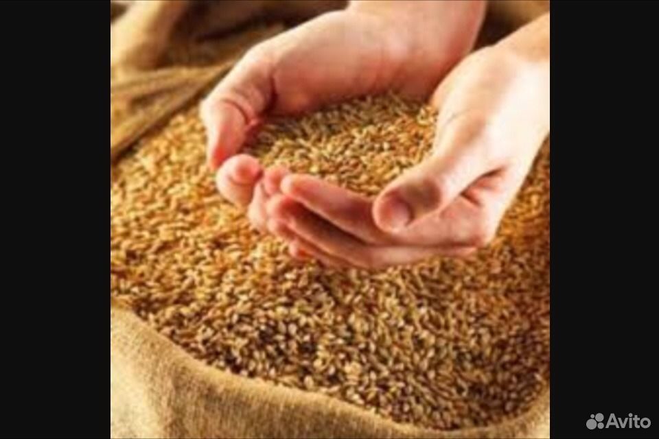 Кукуруза,пшеница,ячмень,комбикорм купить на Зозу.ру - фотография № 1