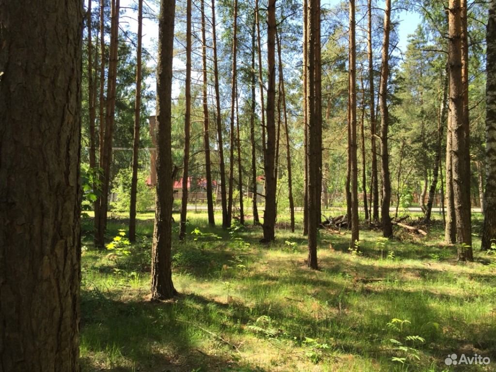 Леса аренда нижний. Лесной участок. Аренда лесного участка.