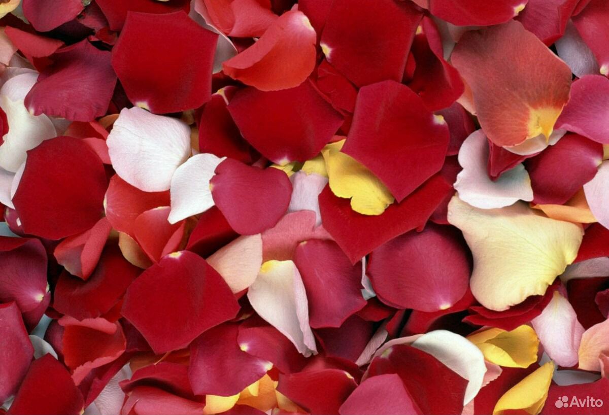 Заказать Лепестки Роз Спб Дешево Проспект Просвещения
