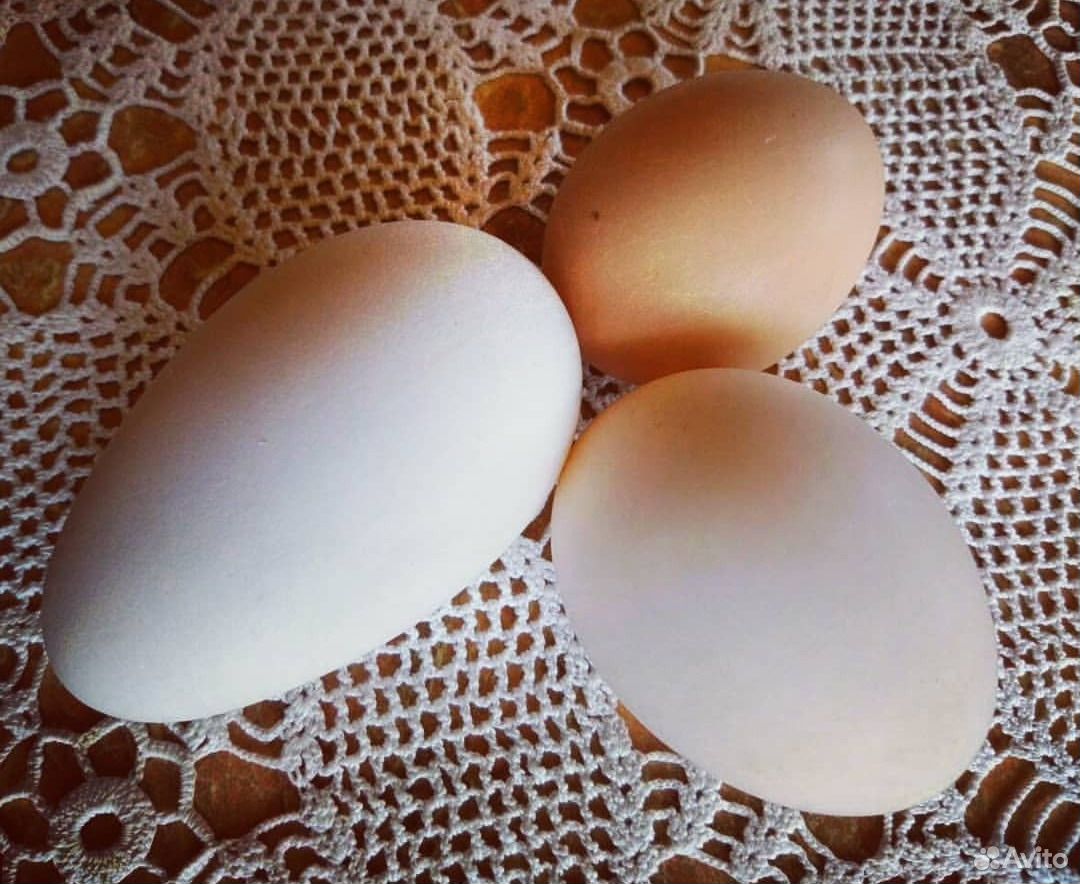 Гусиное яйцо инкубационное купить на Зозу.ру - фотография № 4