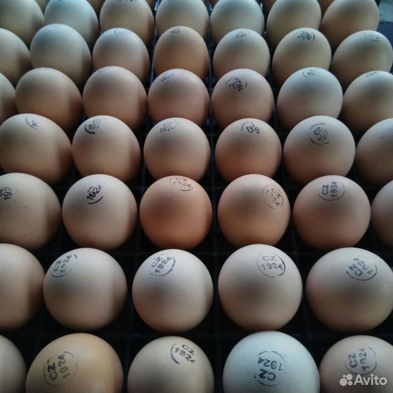 Инкубационное яйцо бройлера купить на Зозу.ру - фотография № 1