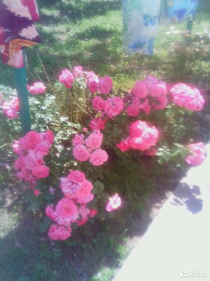 Розы живые цветы купить на Зозу.ру - фотография № 6