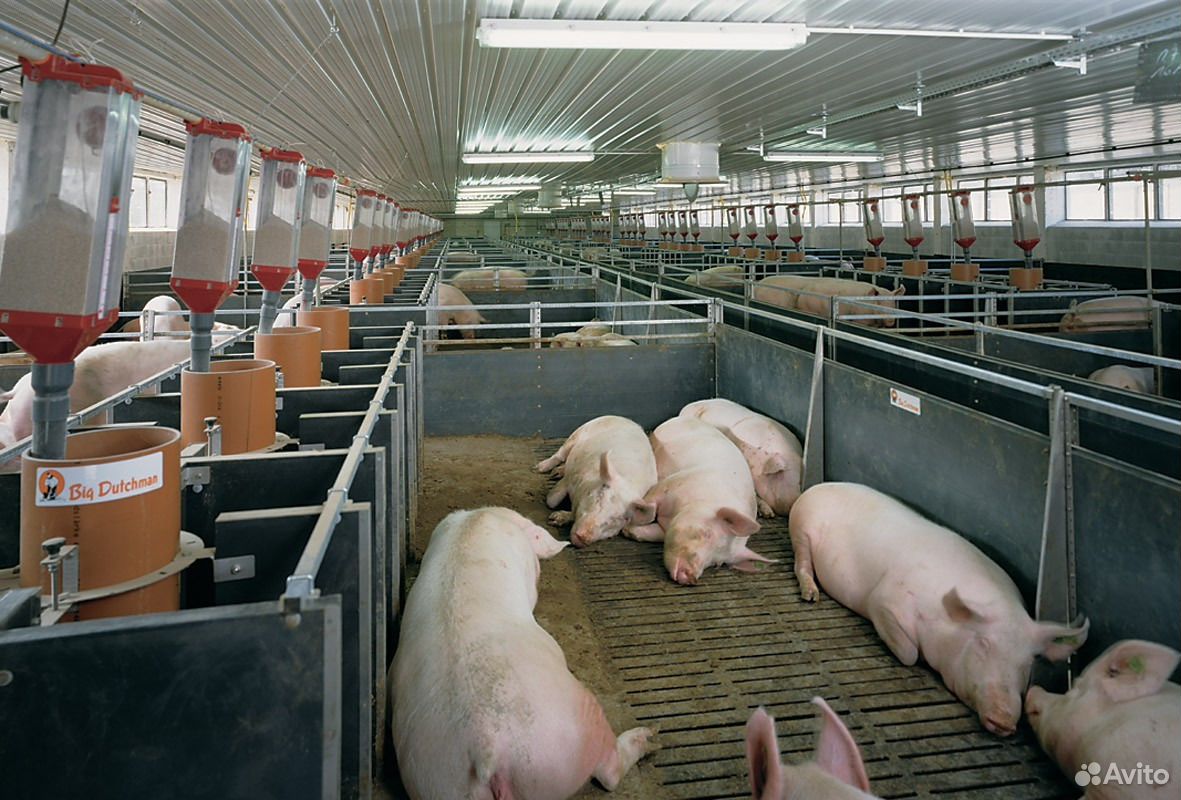 Продам свиней откормочных (живым весом) купить на Зозу.ру - фотография № 2