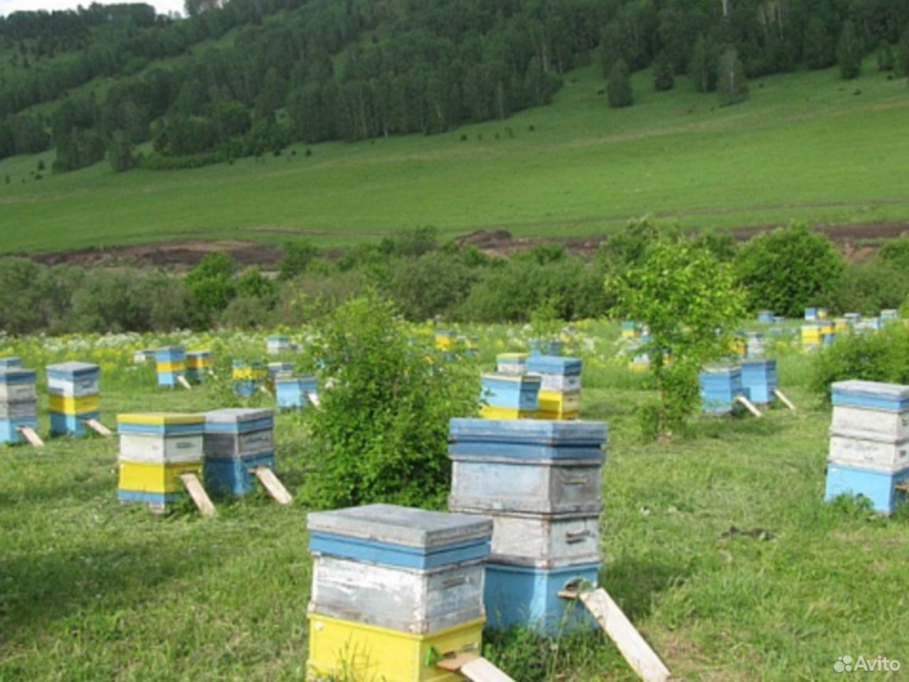 Майский мед с Алтая купить на Зозу.ру - фотография № 3