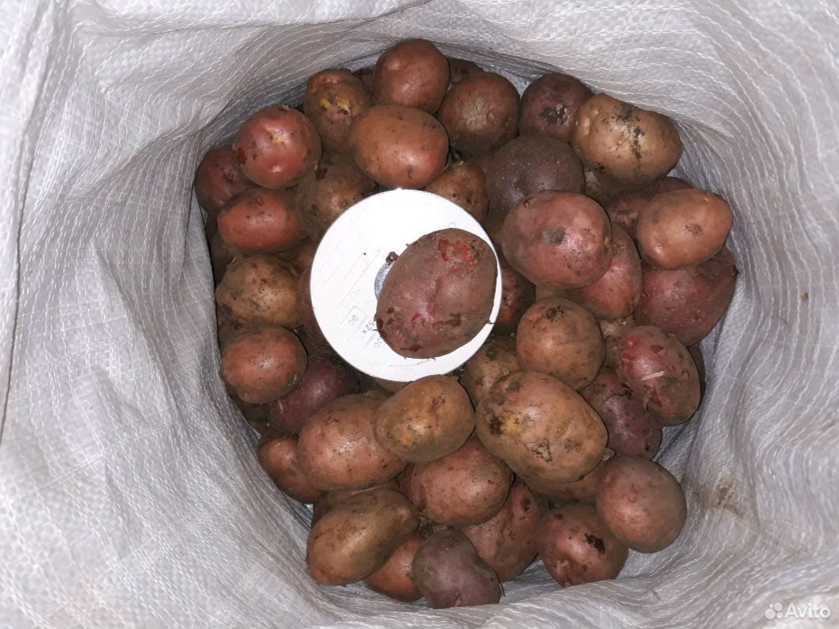 Продам картофель домашний едавой купить на Зозу.ру - фотография № 1