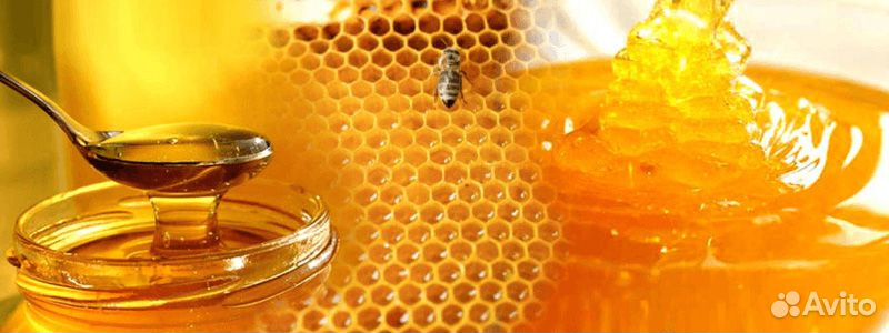 Продаю мёд купить на Зозу.ру - фотография № 5