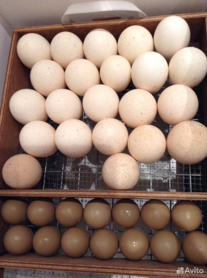 Купить индюшиные яйца для инкубатора. Инкубационное яйцо индейки. Инкубационное яйцо королевской пальмовой индейки.Арамиль. Яйца индейки. Индюшиные яйца фото.