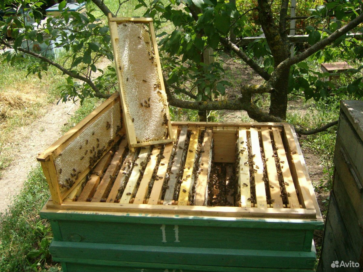 Пчеловодство.Хозяйство для пчеловодства (инвентарь купить на Зозу.ру - фотография № 1