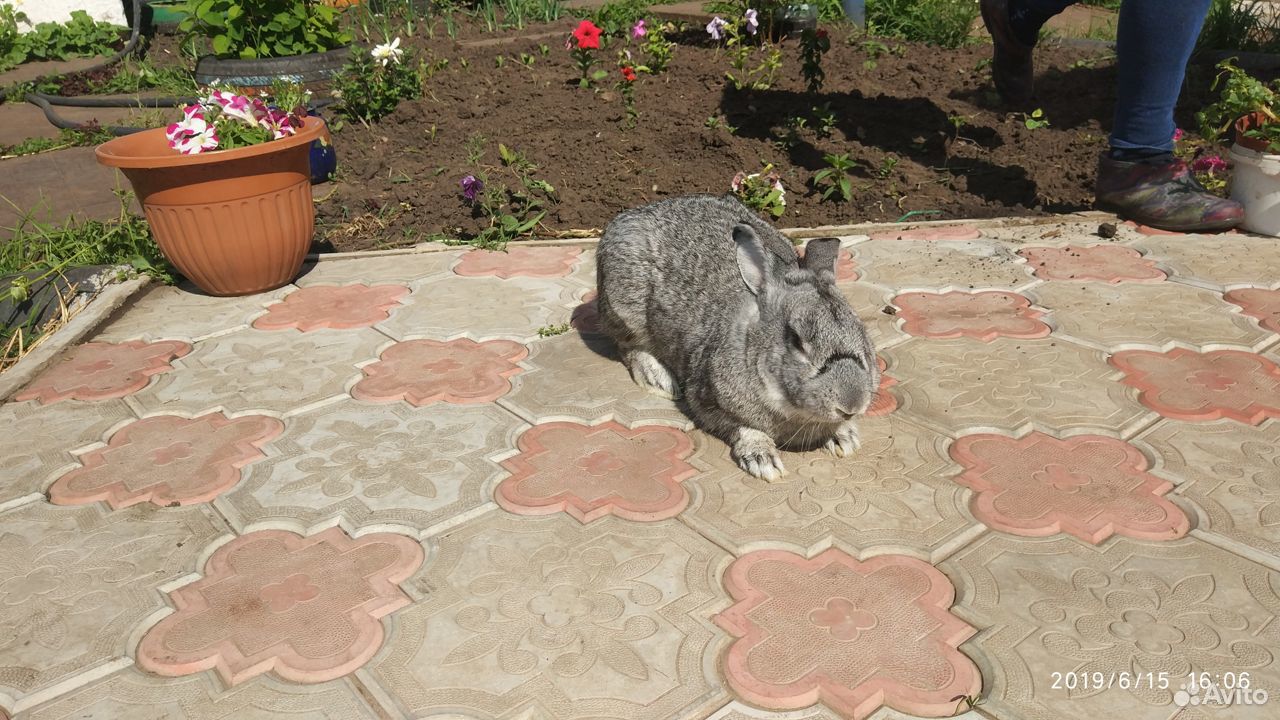 Предлагаем кроликов породы фландр.великаны.ризины купить на Зозу.ру - фотография № 2