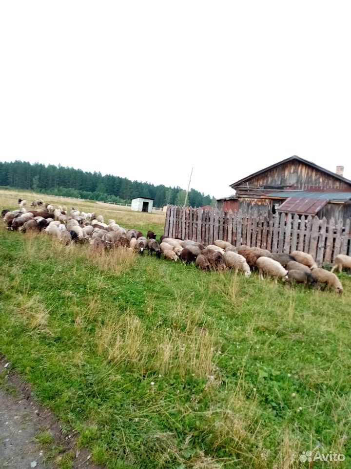 Овцы, козы купить на Зозу.ру - фотография № 2