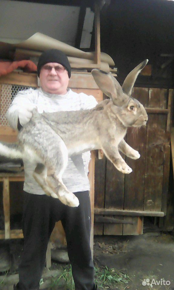 Кролики пород бургунцы и флоридены купить на Зозу.ру - фотография № 5