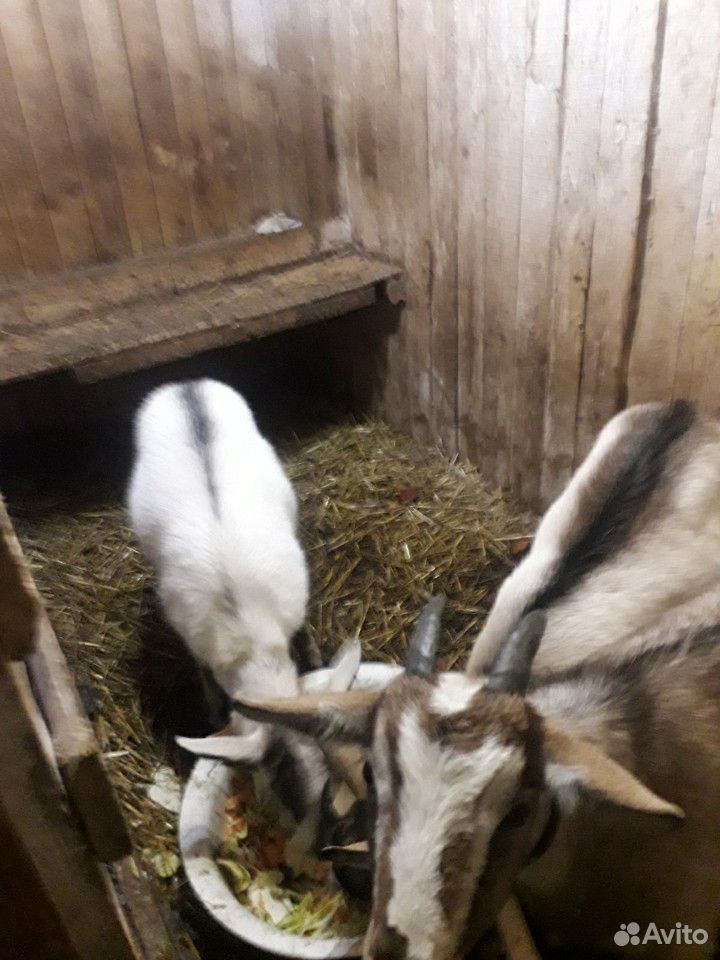 Альпийская Коза и 2годовалые козочки и 4 мес козли купить на Зозу.ру - фотография № 2