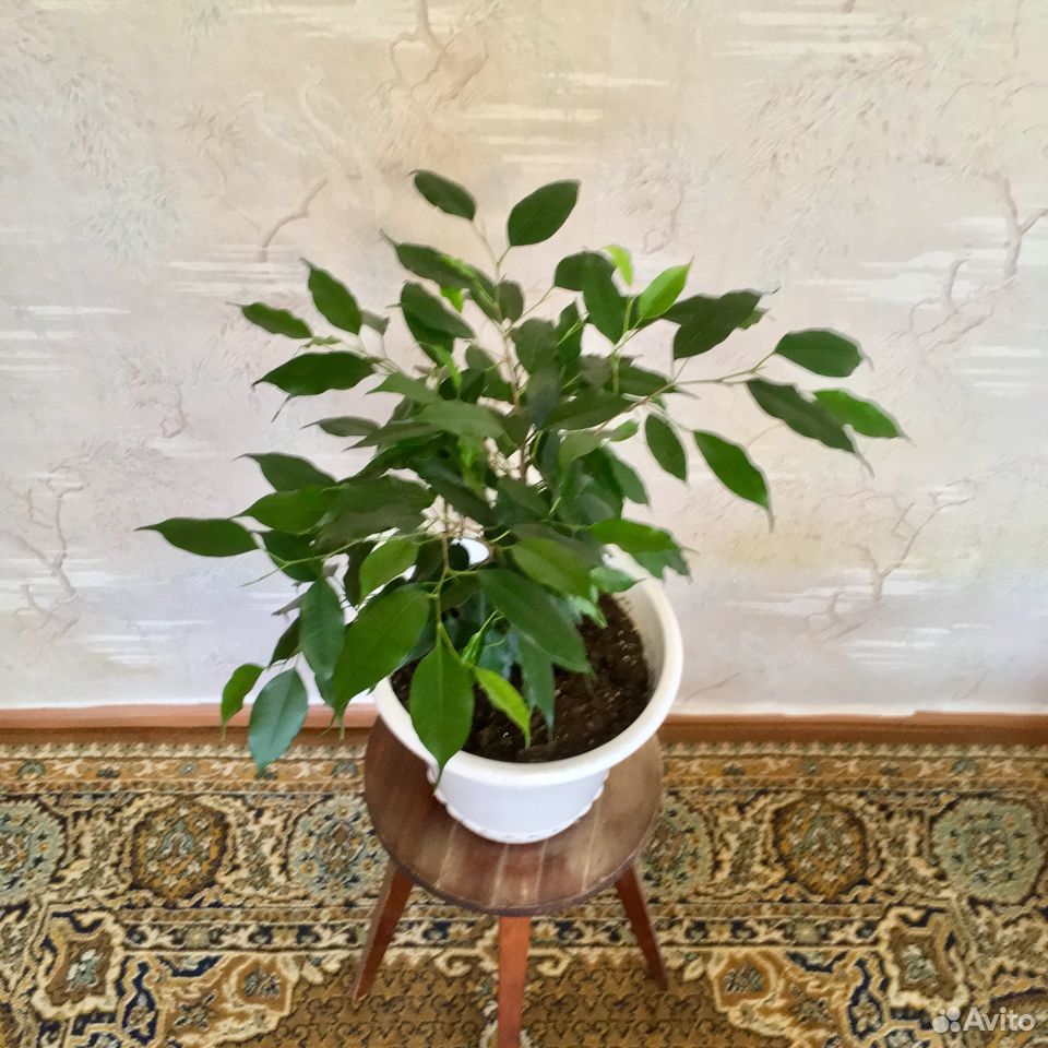 Фикус эластика (Ficus elastica) и Фикус Бенджамина купить на Зозу.ру - фотография № 6