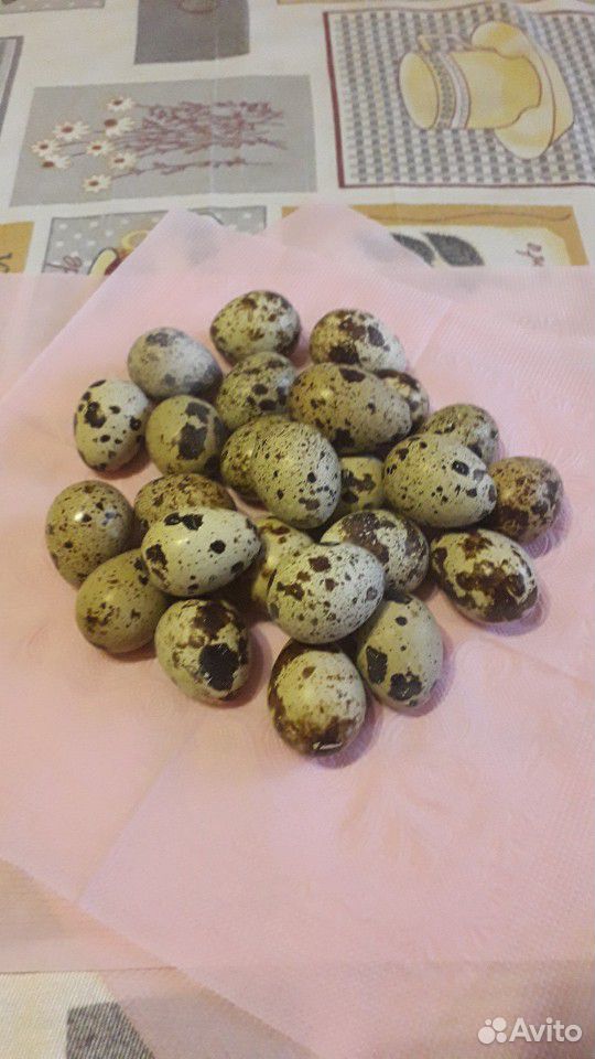 Перепелиные яйца купить на Зозу.ру - фотография № 3