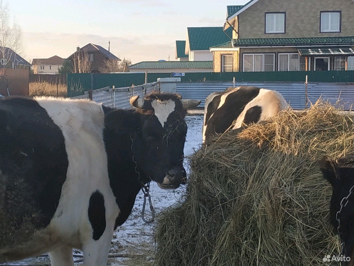 Телята, нетель, коровы купить на Зозу.ру - фотография № 2
