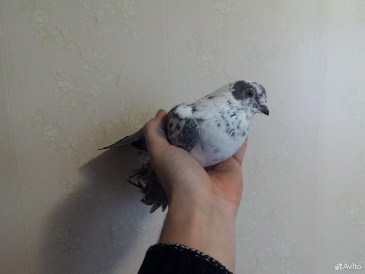 Азиатские бойные голуби купить на Зозу.ру - фотография № 9