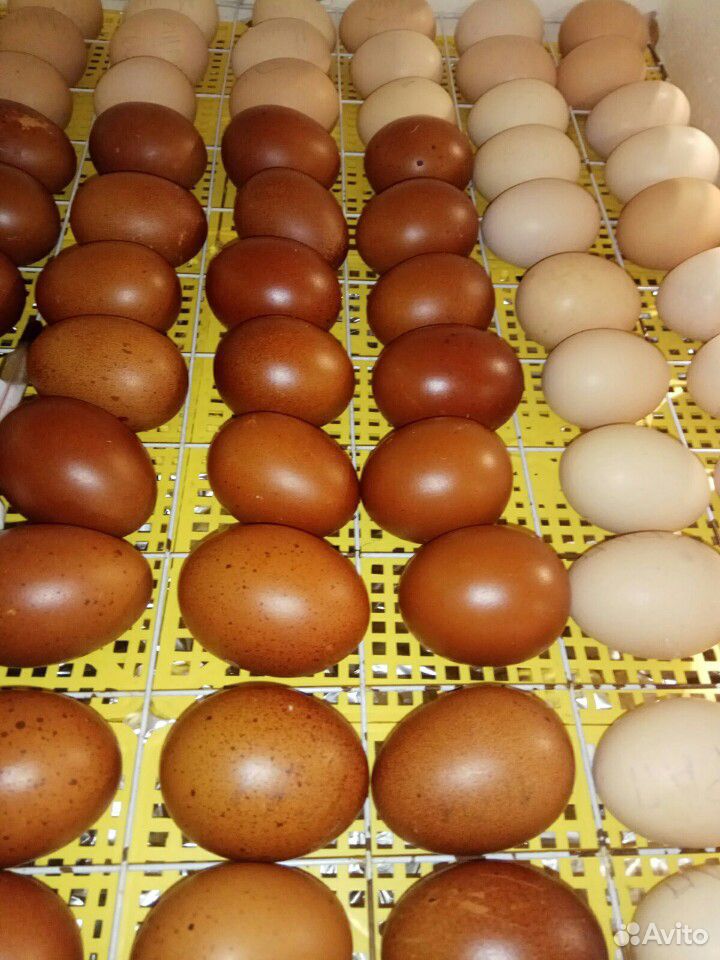 Инкубационное яйцо марана купить