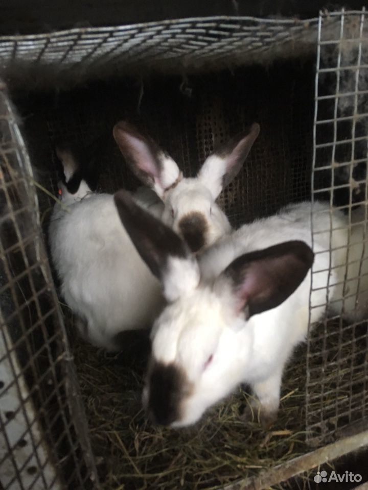 Кролики калифорнийские, 6 месяцев купить на Зозу.ру - фотография № 3