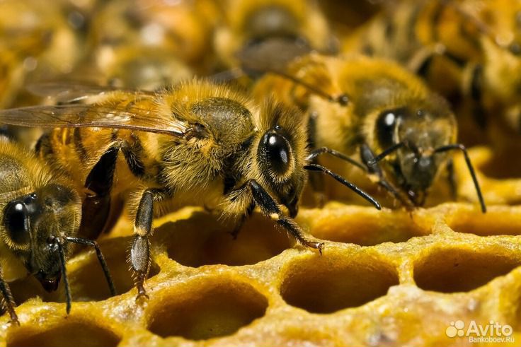 Продам сильные пчелосемьи купить на Зозу.ру - фотография № 1