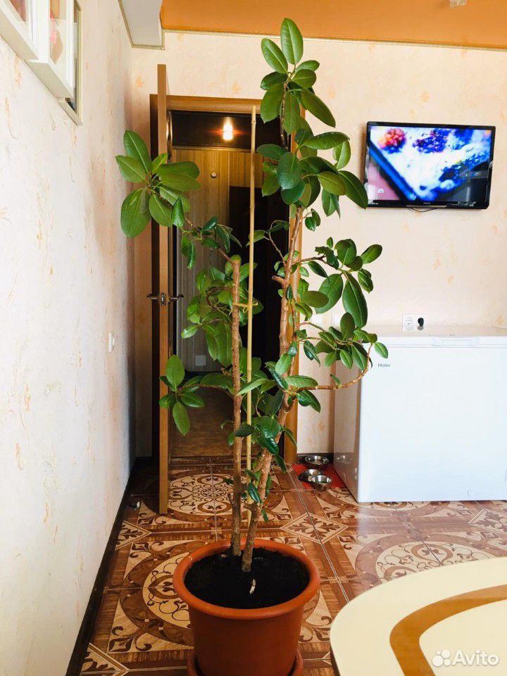 Комнатное растение купить на Зозу.ру - фотография № 1
