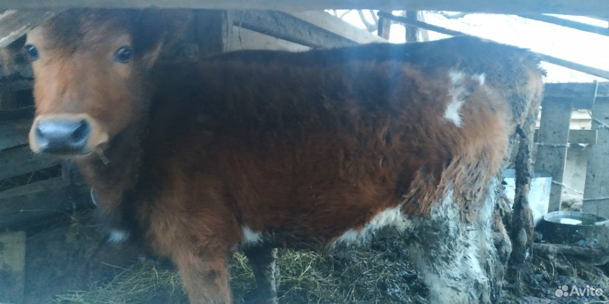 2 Коровы дойные с телятами и телка купить на Зозу.ру - фотография № 8
