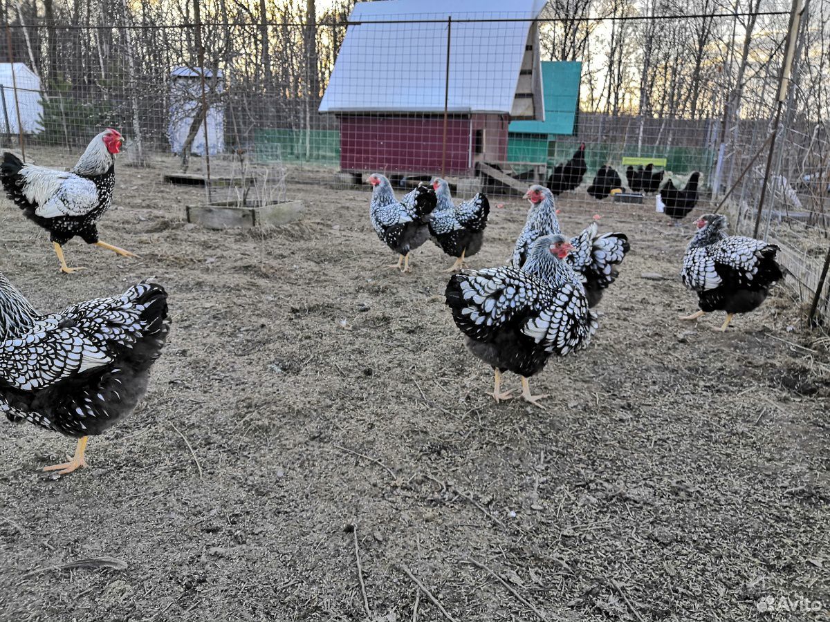 Инкубационное яйцо и цыплята породистых кур купить на Зозу.ру - фотография № 3