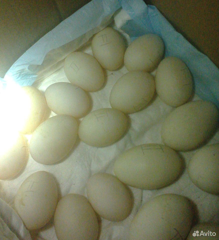 Инкубационное яйцо и птенцы купить на Зозу.ру - фотография № 2
