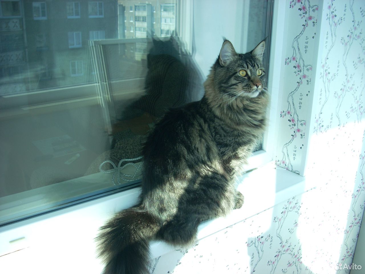 Кто видел такого кота купить на Зозу.ру - фотография № 2
