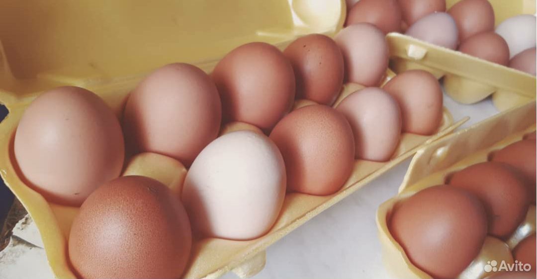 Домашние яйца купить на Зозу.ру - фотография № 2