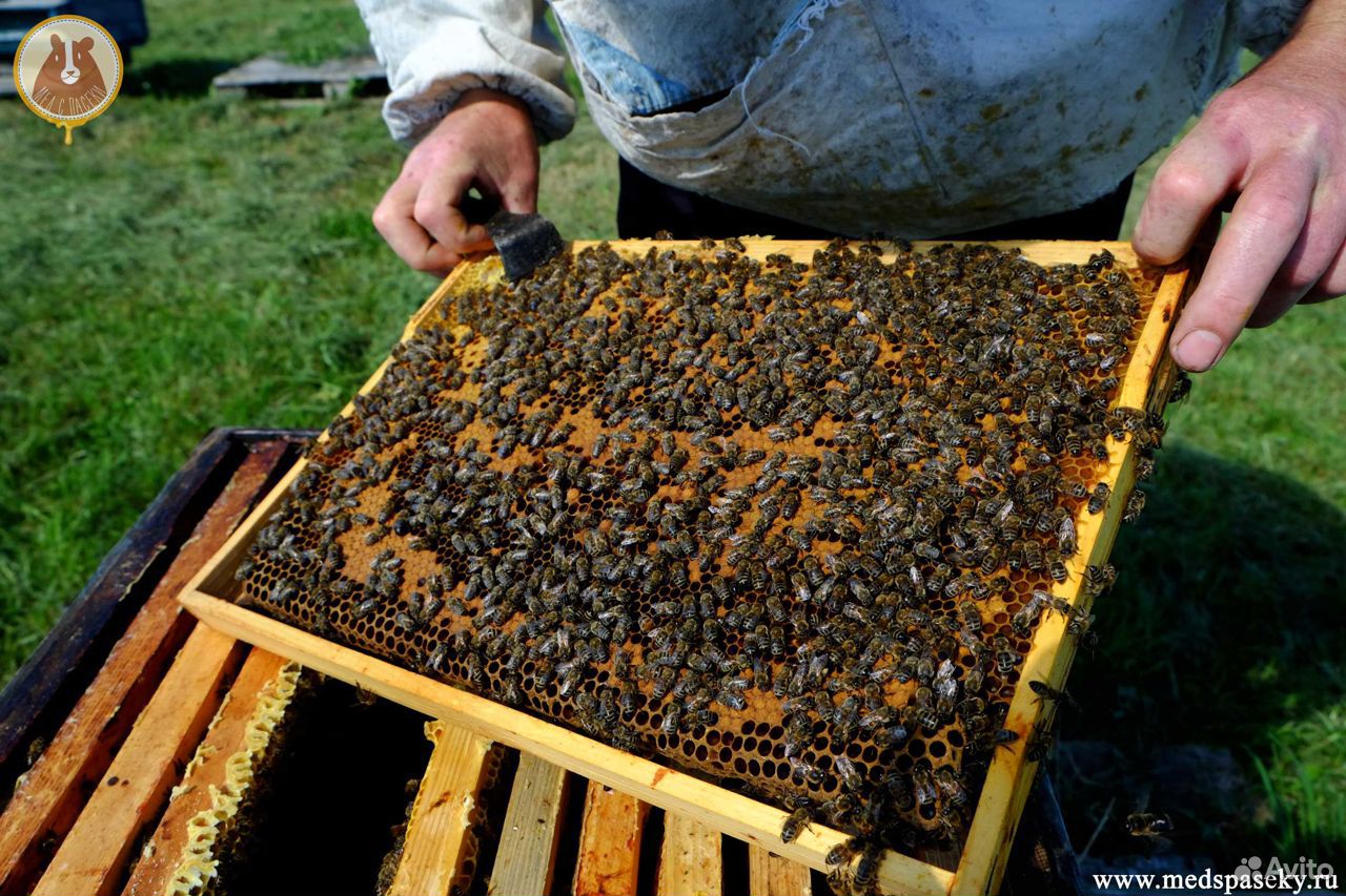 Пчёлы, пчелопакеты купить на Зозу.ру - фотография № 1