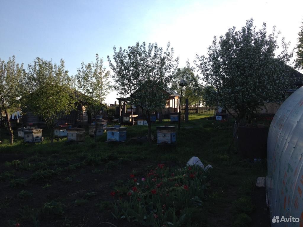 Пчёлы пчелосемья купить на Зозу.ру - фотография № 5