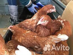 Тюменская птицефабрика, где сожгли всех кур, закупит тыс. цыплят