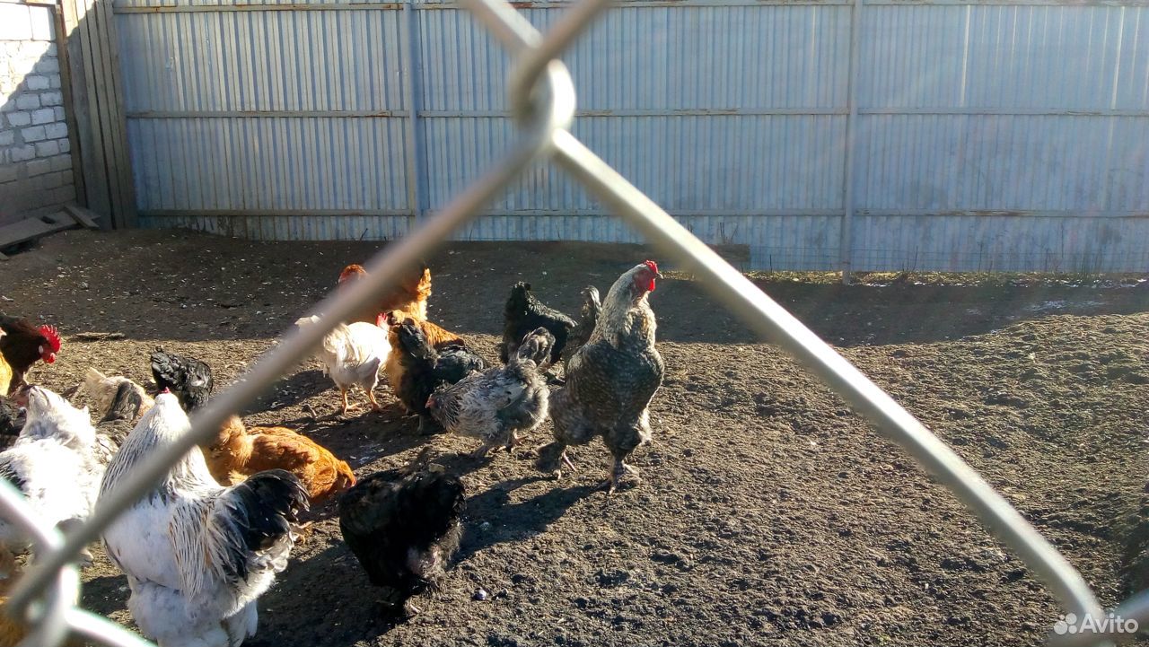 Наседка с цыплятами купить на Зозу.ру - фотография № 3