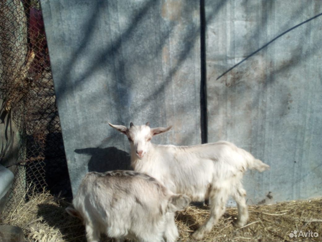 Продаю 2х коз и 4х козлят купить на Зозу.ру - фотография № 9