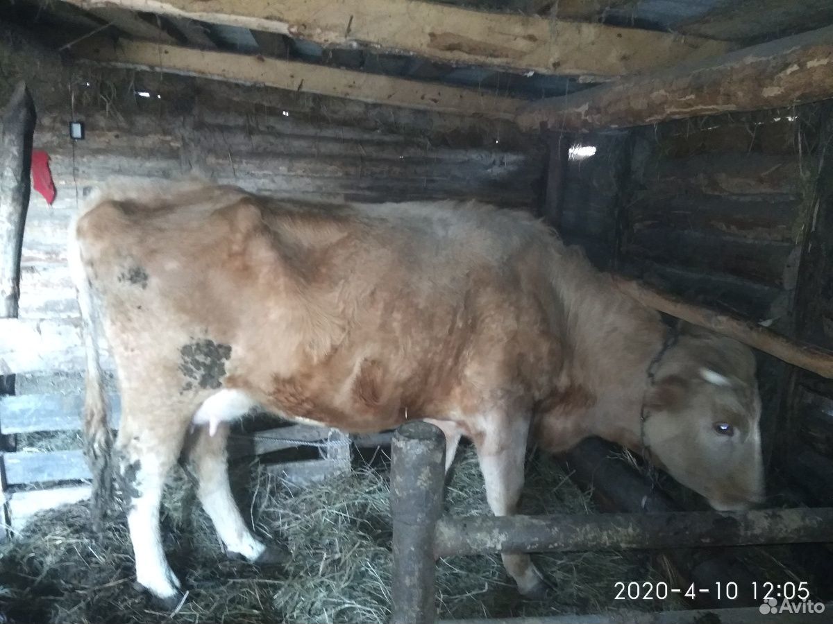 Продаются тёлки, корова с теленком купить на Зозу.ру - фотография № 5