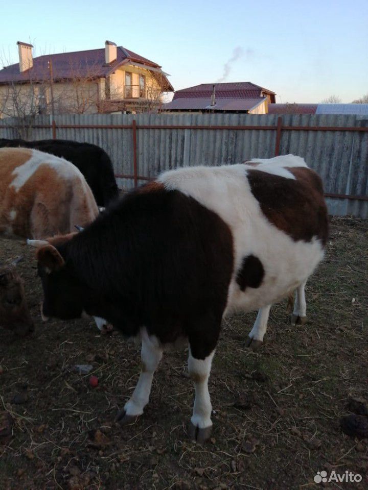 Коровы с телятами купить на Зозу.ру - фотография № 7