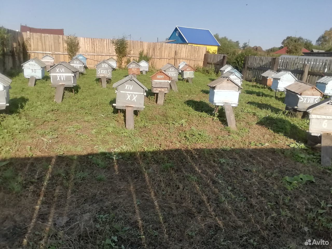 Продаю пчелосемьи на рамкамках или можно в месте с купить на Зозу.ру - фотография № 1