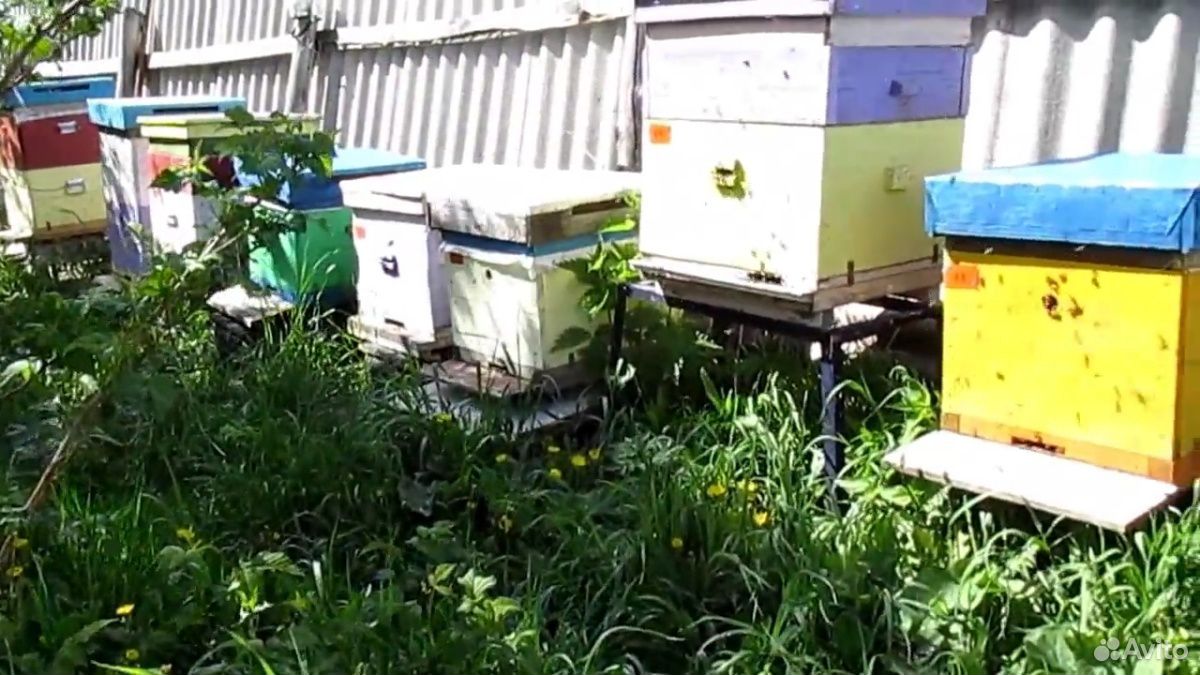 Продам пчел, пчелосемьи на выбор купить на Зозу.ру - фотография № 2