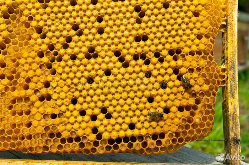 Пакеты пчёл Карпатянка купить на Зозу.ру - фотография № 1