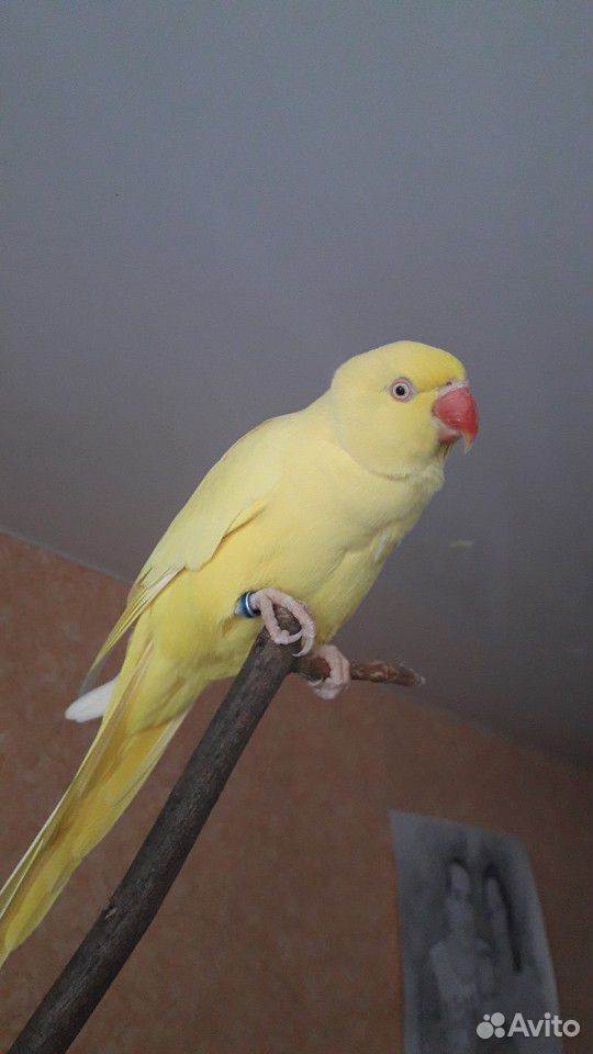 Ожереловый попугай(самочка) жёлтая купить на Зозу.ру - фотография № 6