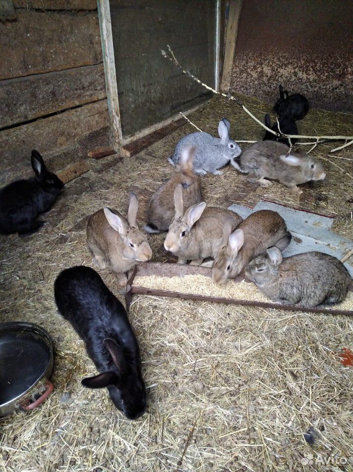 Кролики живые купить на Зозу.ру - фотография № 1