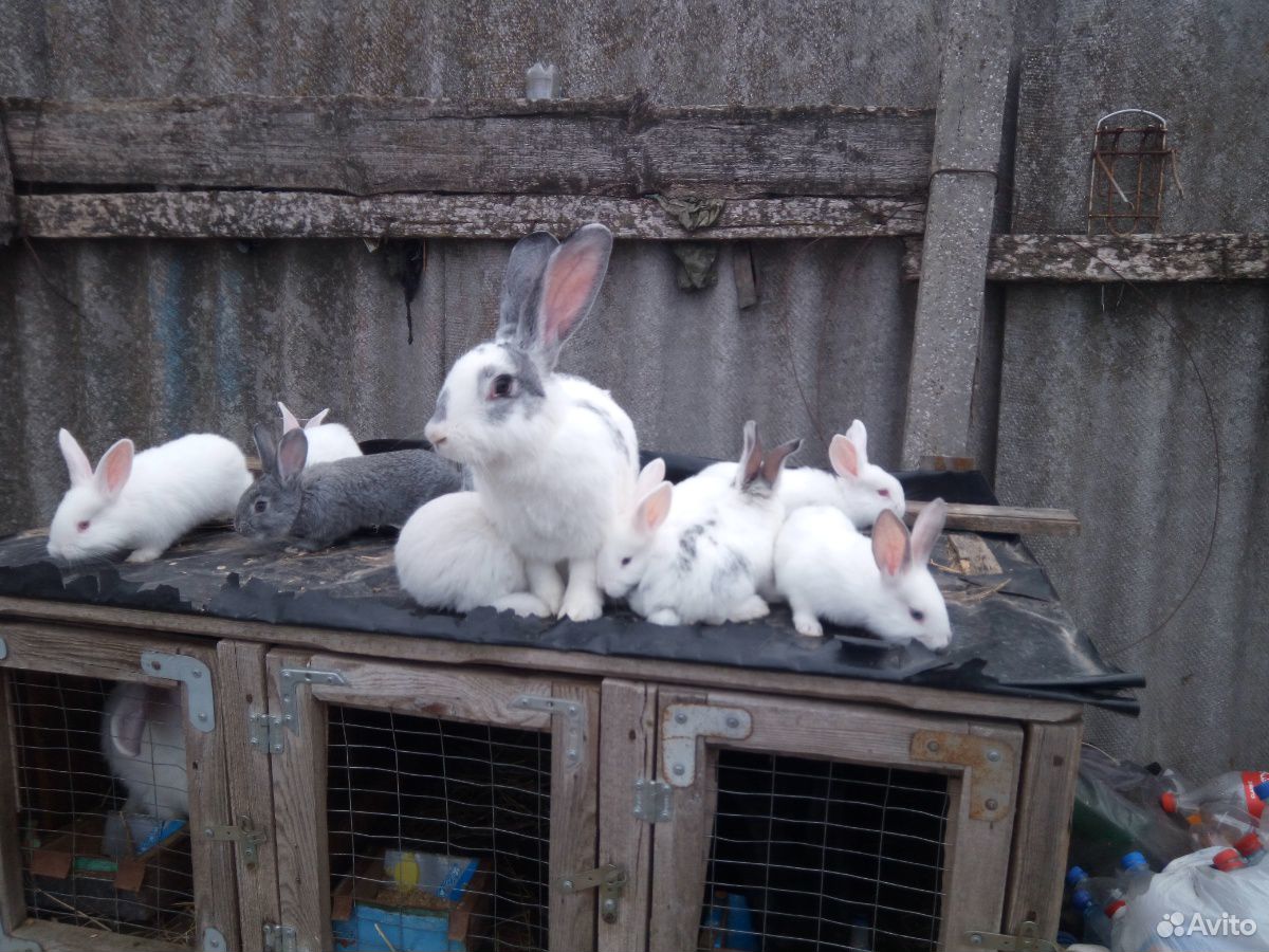 Продам малышей кролики купить на Зозу.ру - фотография № 3