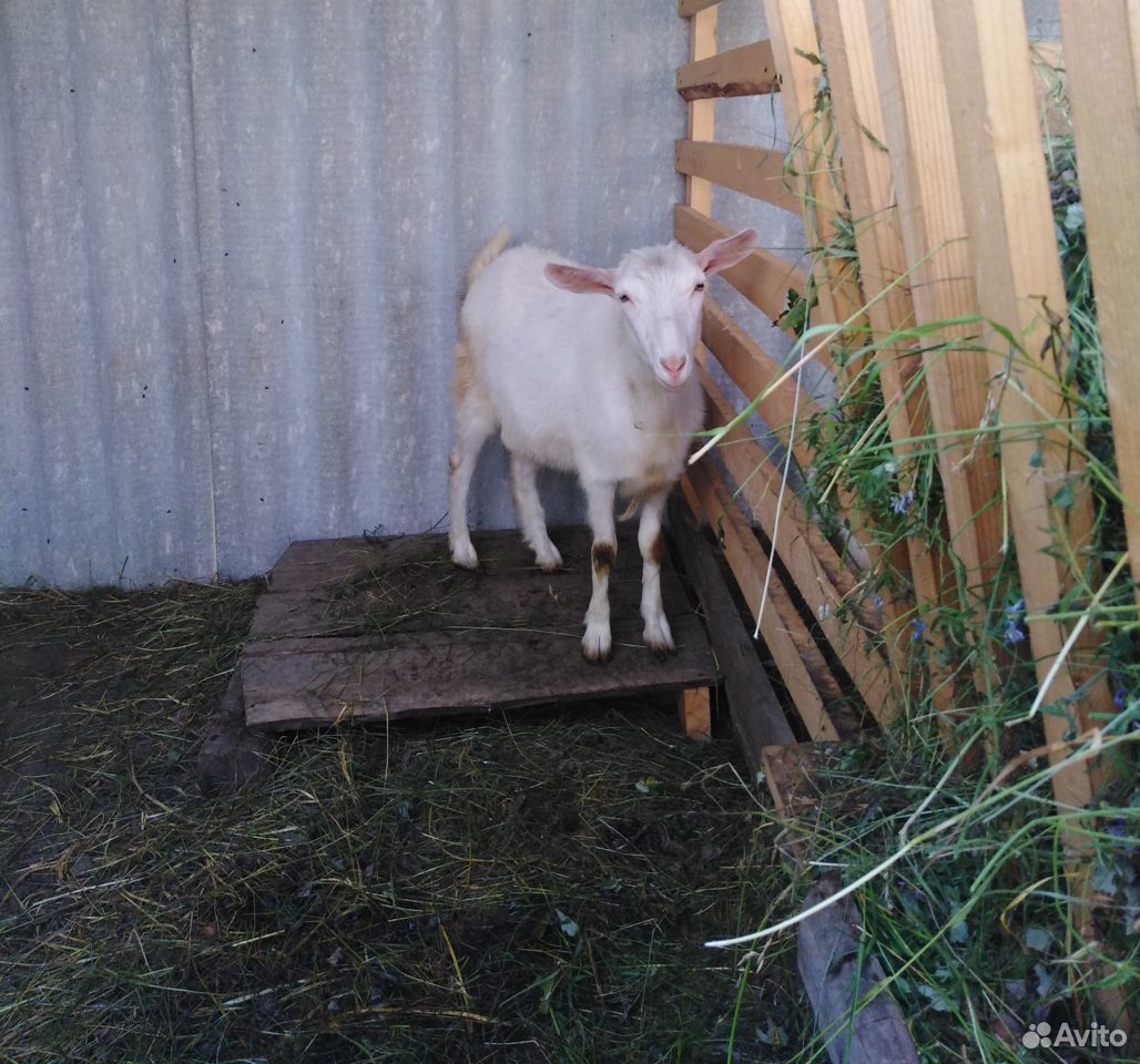 Продажа козы купить на Зозу.ру - фотография № 1