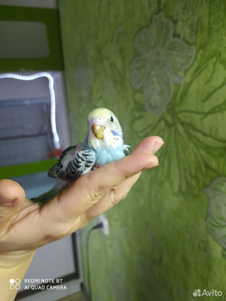 Птенцы волнистых попугаев купить на Зозу.ру - фотография № 5