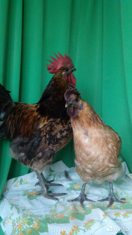 Лакеданзи цыплята,инкубационное яйцо,петушки купить на Зозу.ру - фотография № 2