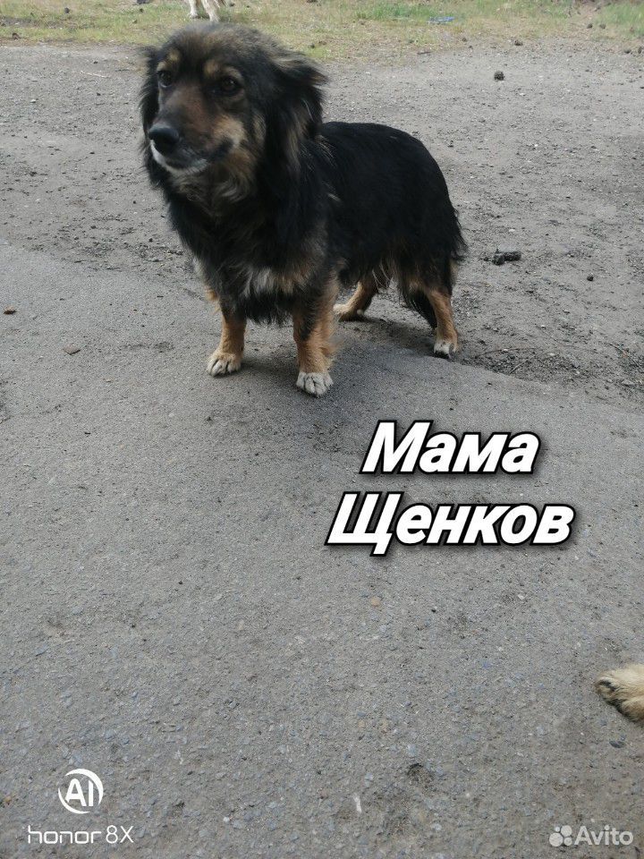 Отдам щенков купить на Зозу.ру - фотография № 7
